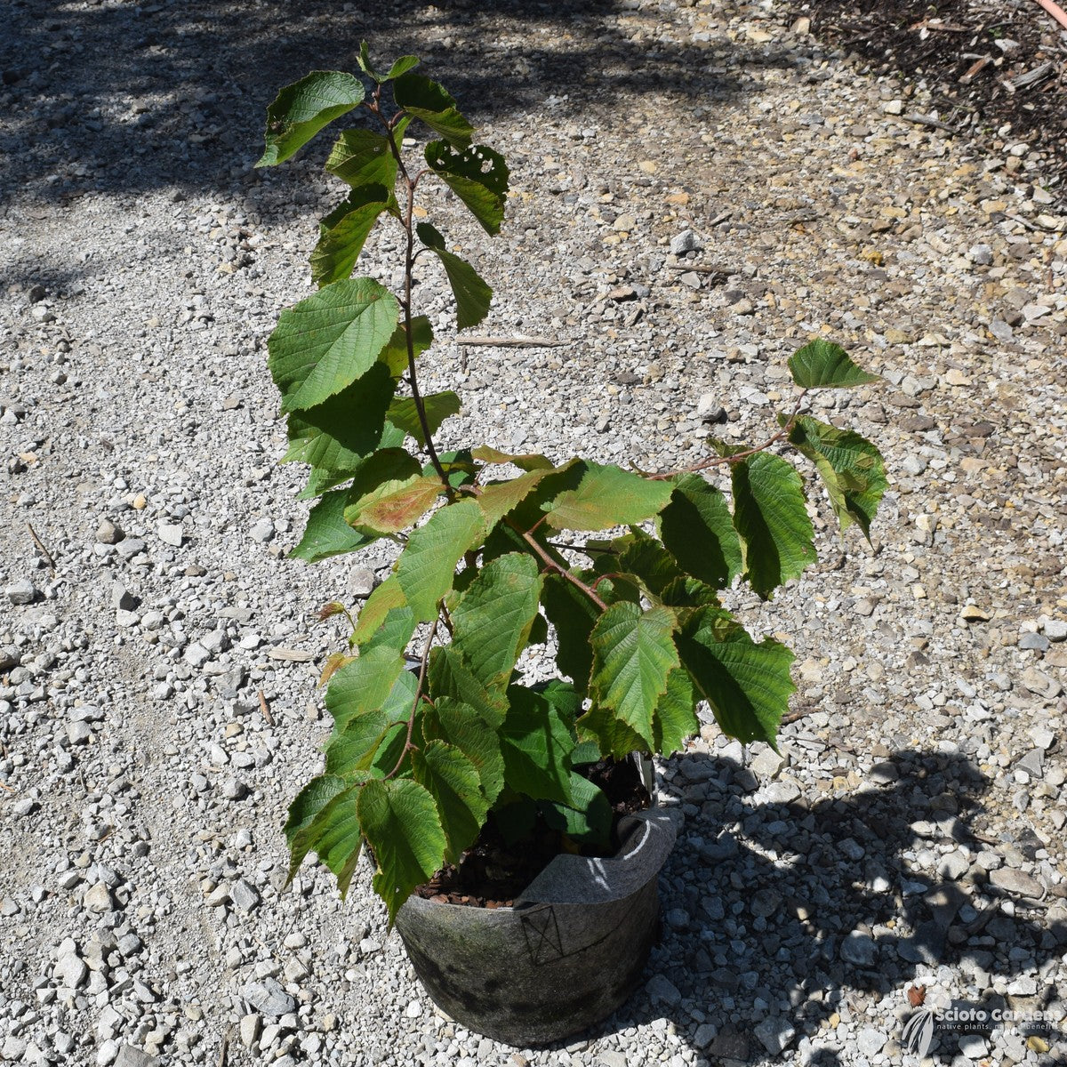 Corylus americana (American Hazelnut) - 3 gal