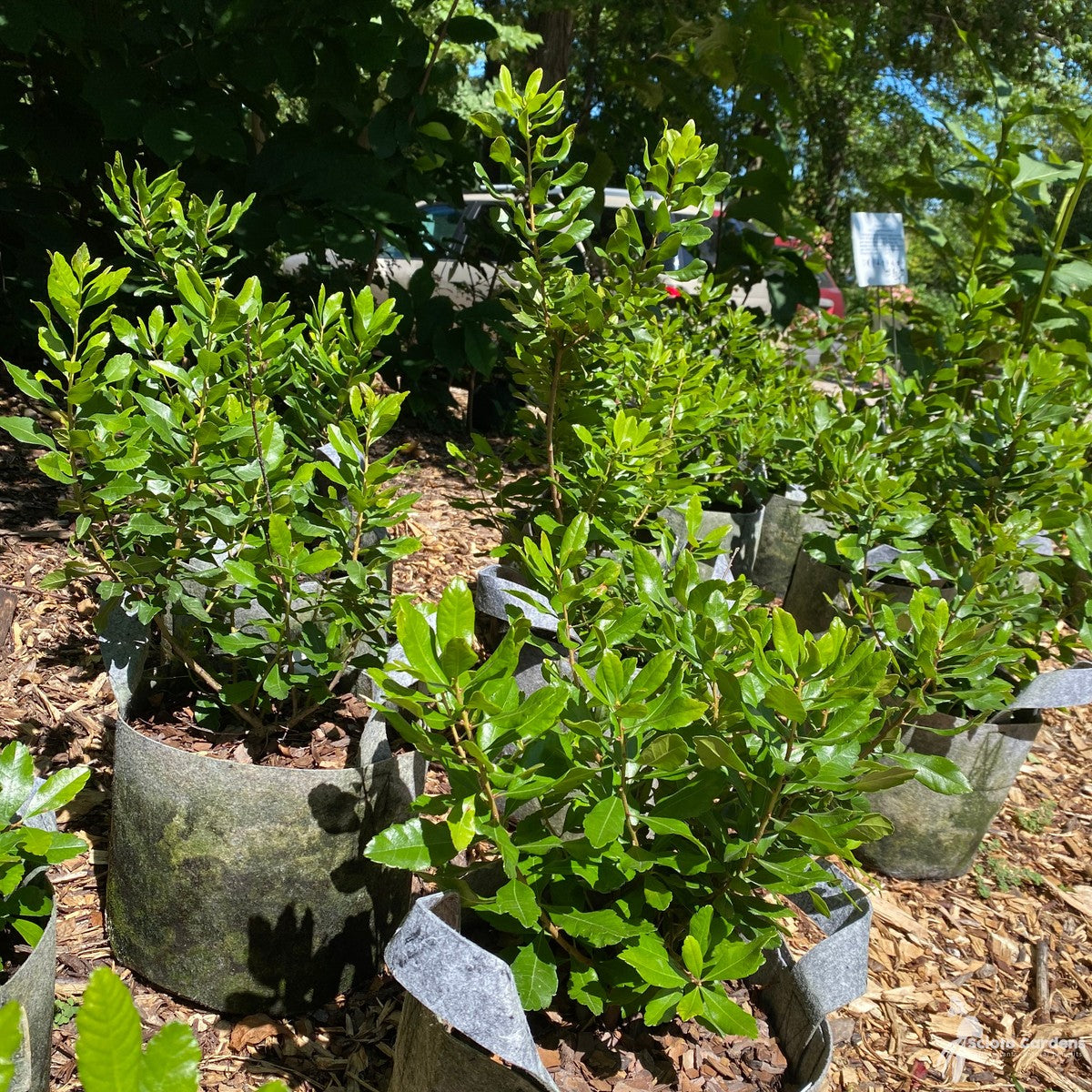 Myrica (Morella) pensylvanica (Northern Bayberry) - 3 gal