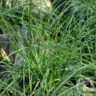 Carex woodii (Pretty Sedge) - 1 gal