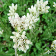 Antennaria plantaginifolia (Plantain-leaved Pussytoes/Mouse Ears) - Plug 32