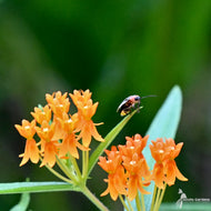 Asclepias tuberosa (Butterfly Weed) - 1 gal
