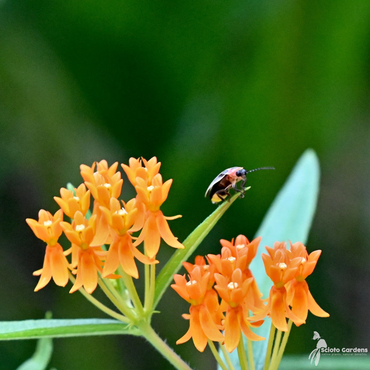 Asclepias tuberosa (Butterfly Weed) - 1 gal