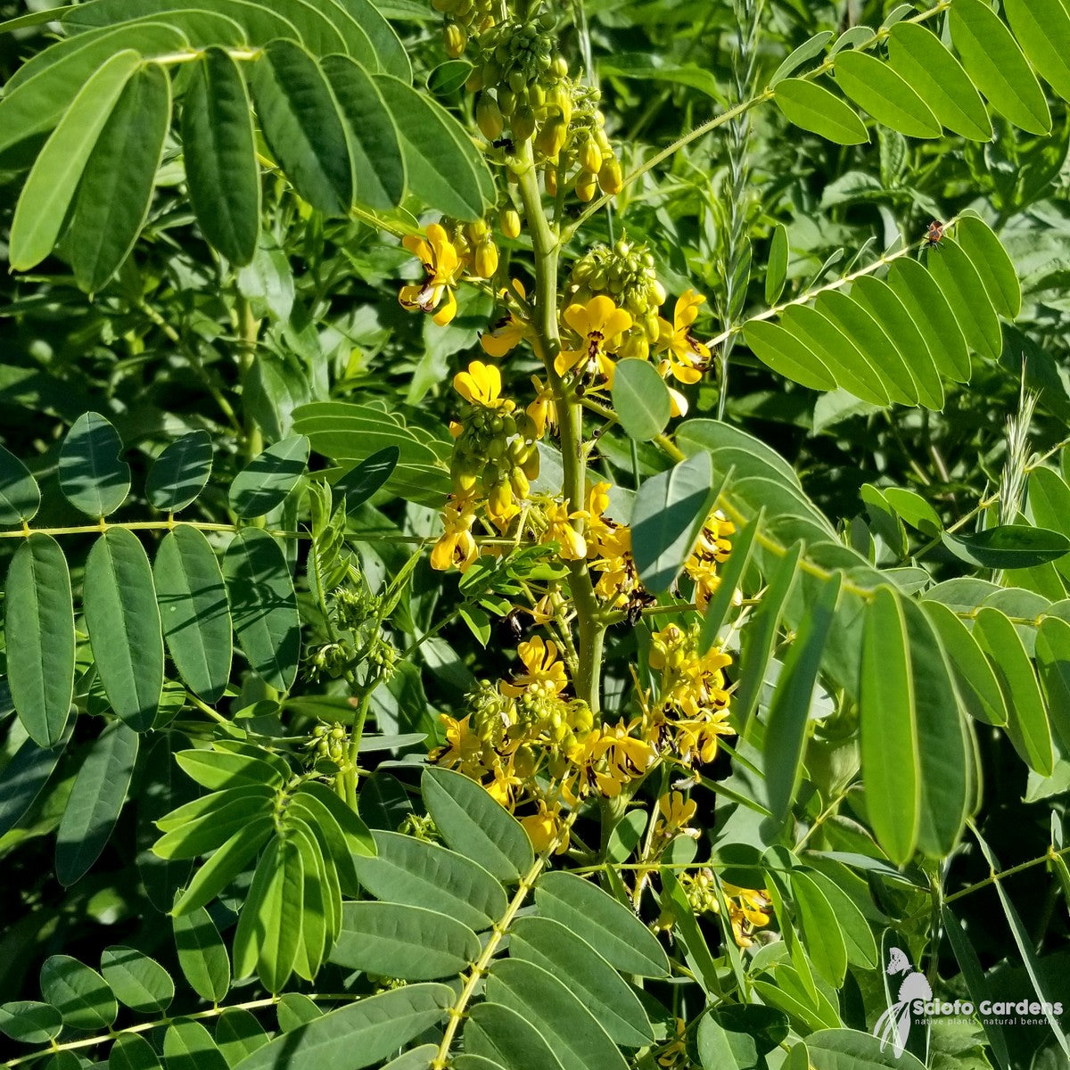 Senna hebecarpa (Wild Senna) - 2 gal