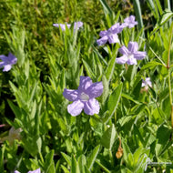 Ruellia humilis (Wild Petunia) - 3QT