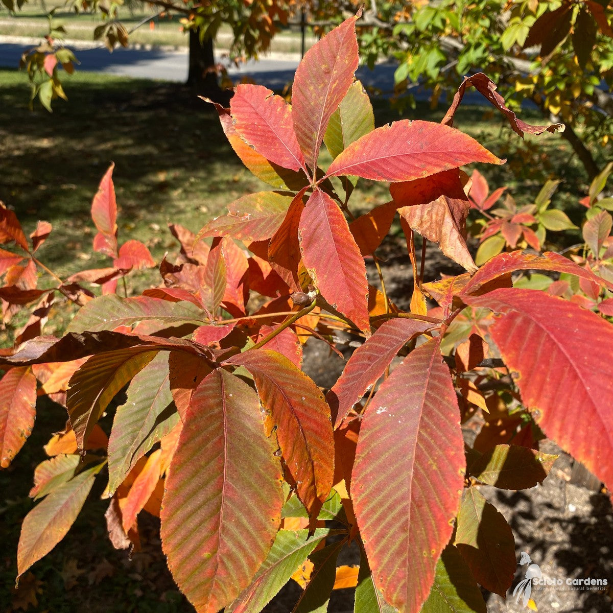 Aesculus glabra (Ohio Buckeye) - 3 gal