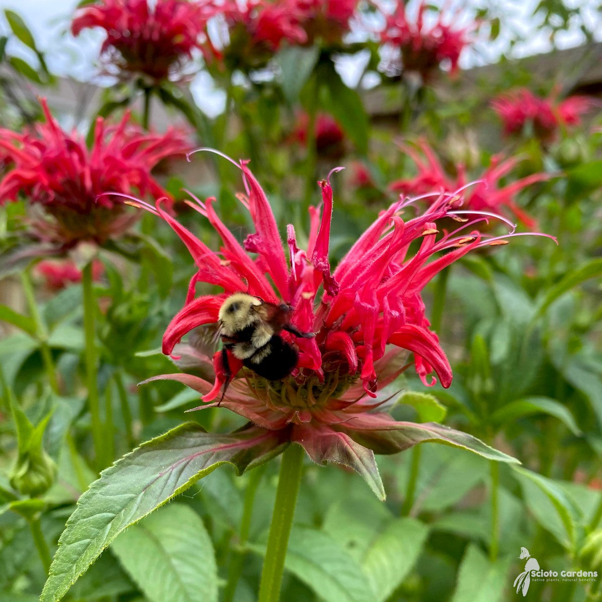 Monarda didyma (Oswego Tea, Bee Balm) - Plug 50
