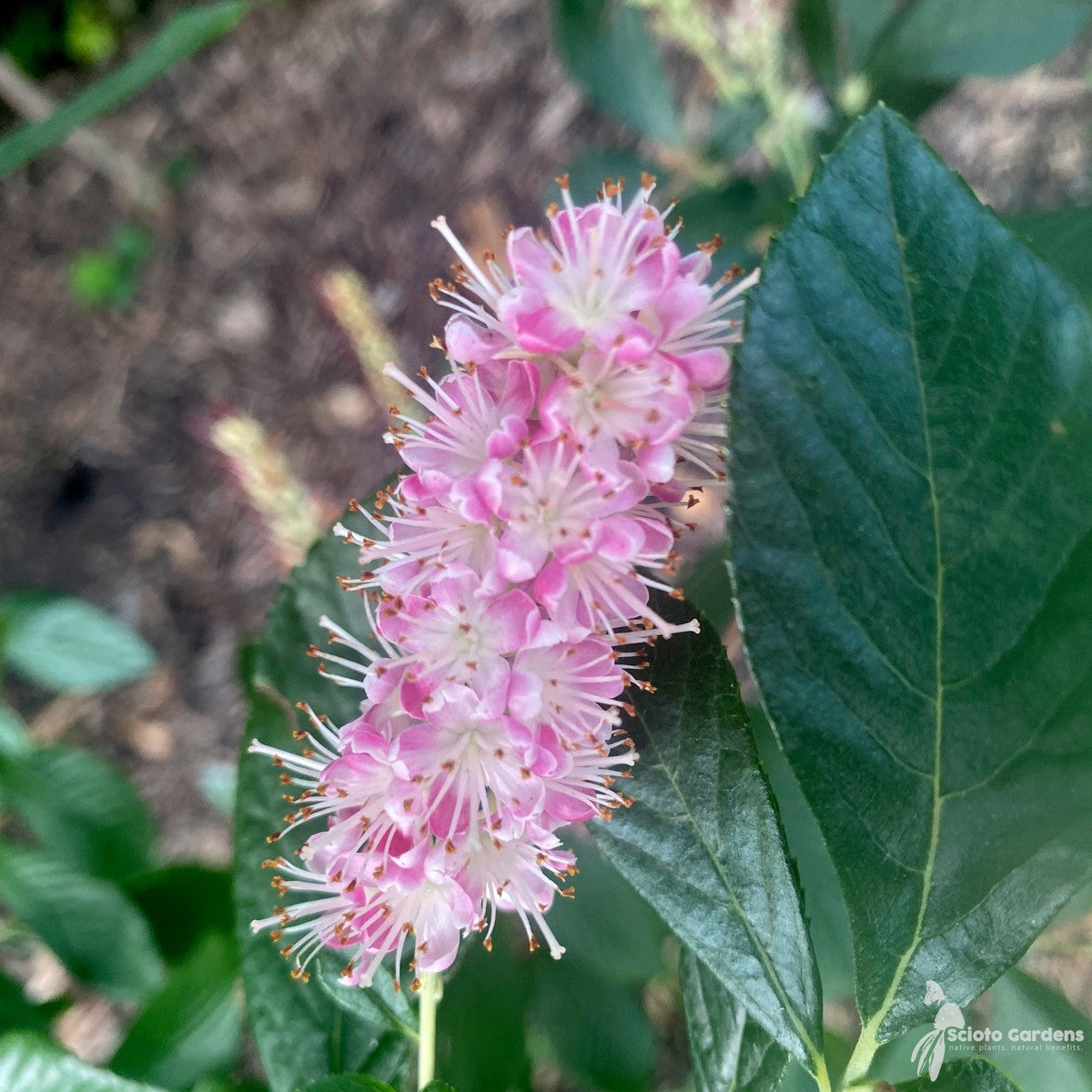 Clethra alnifolia 'Ruby Spice' (Ruby Spice' Summersweet) - 3 gal