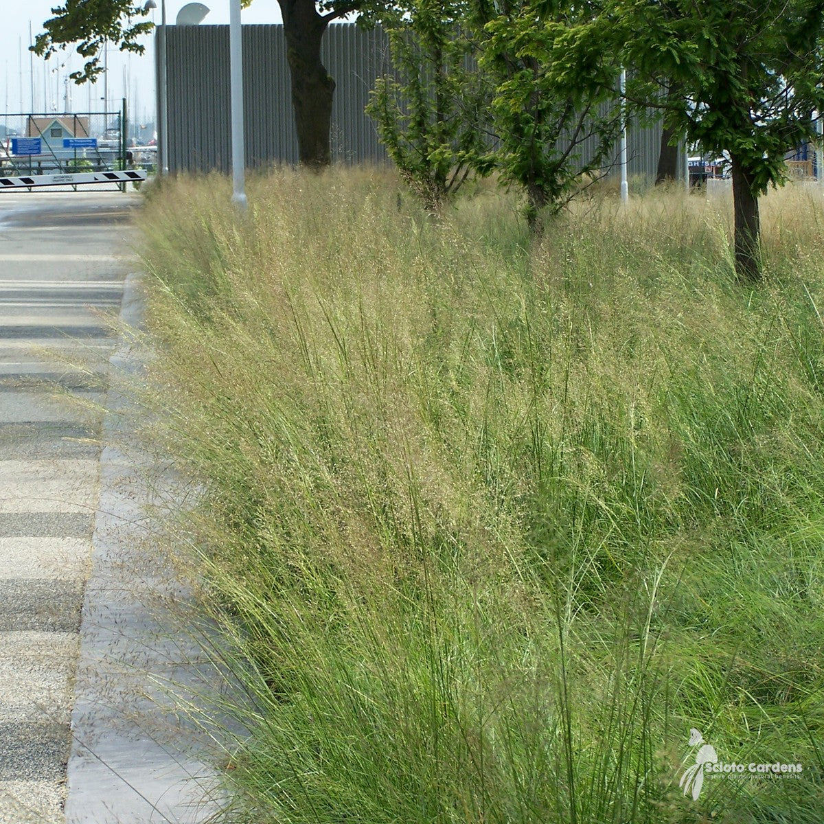 Sporobolus heterolepis (Prairie Dropseed) - 1 gal