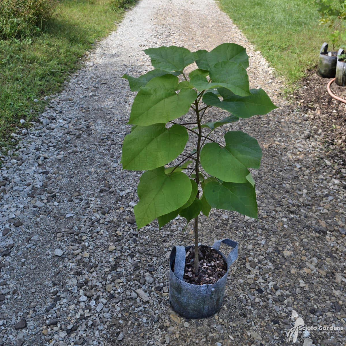 Catalpa speciosa (Northern Catalpa) - 5 gal