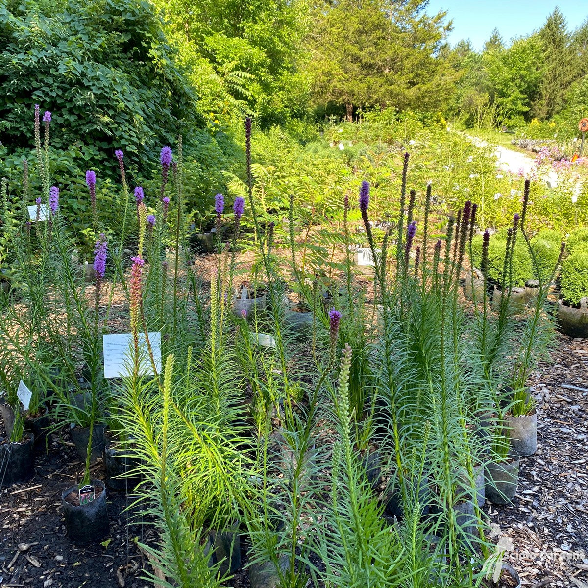 Liatris spicata (Dense Blazing Star) - QT