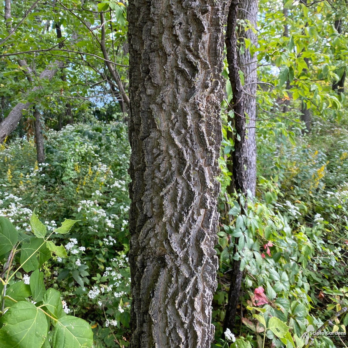 Celtis occidentalis (Common Hackberry) - 3 gal