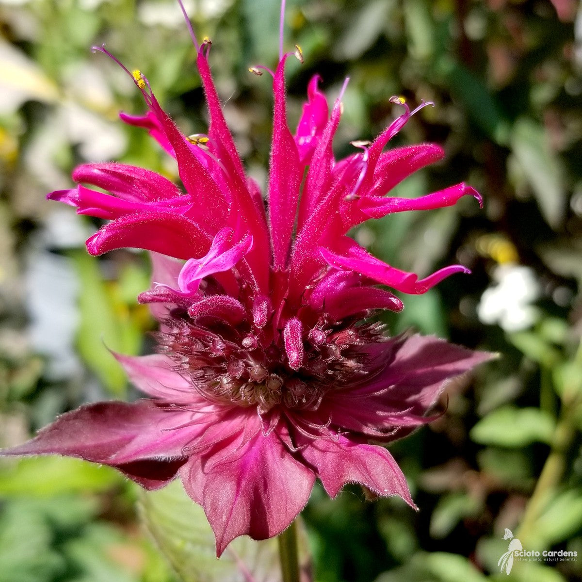 Monarda didyma  'Raspberry Wine' (Raspberry Wine' Bee Balm) - 1 gal