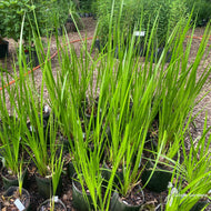 Acorus americanus (Sweet Flag) - 1 gal