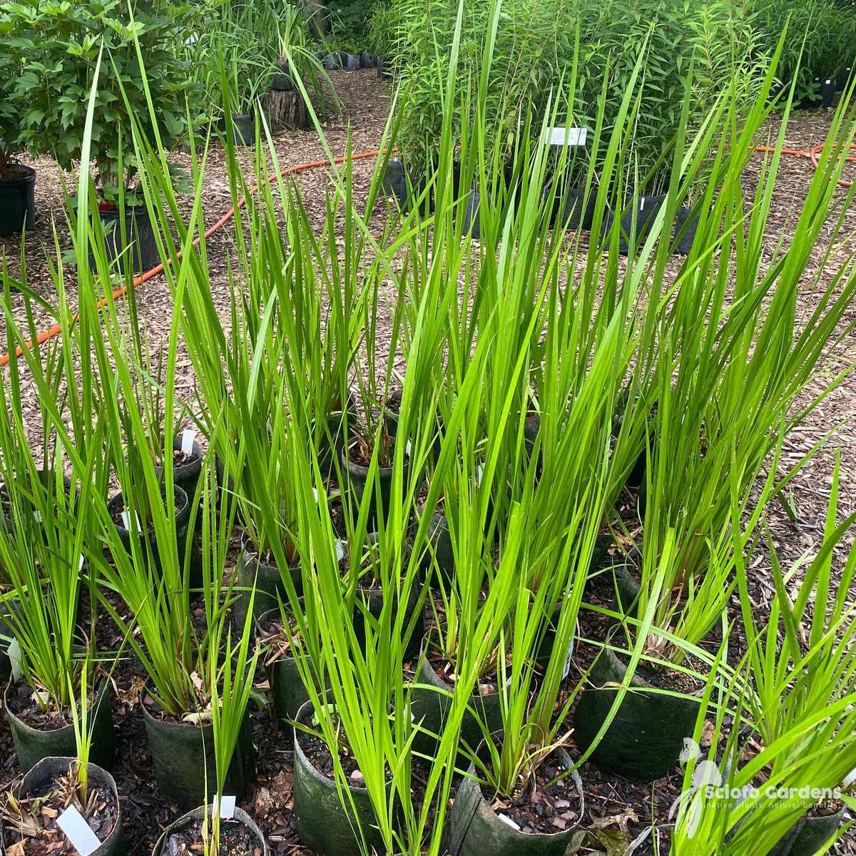 Acorus americanus (Sweet Flag) - 1 gal