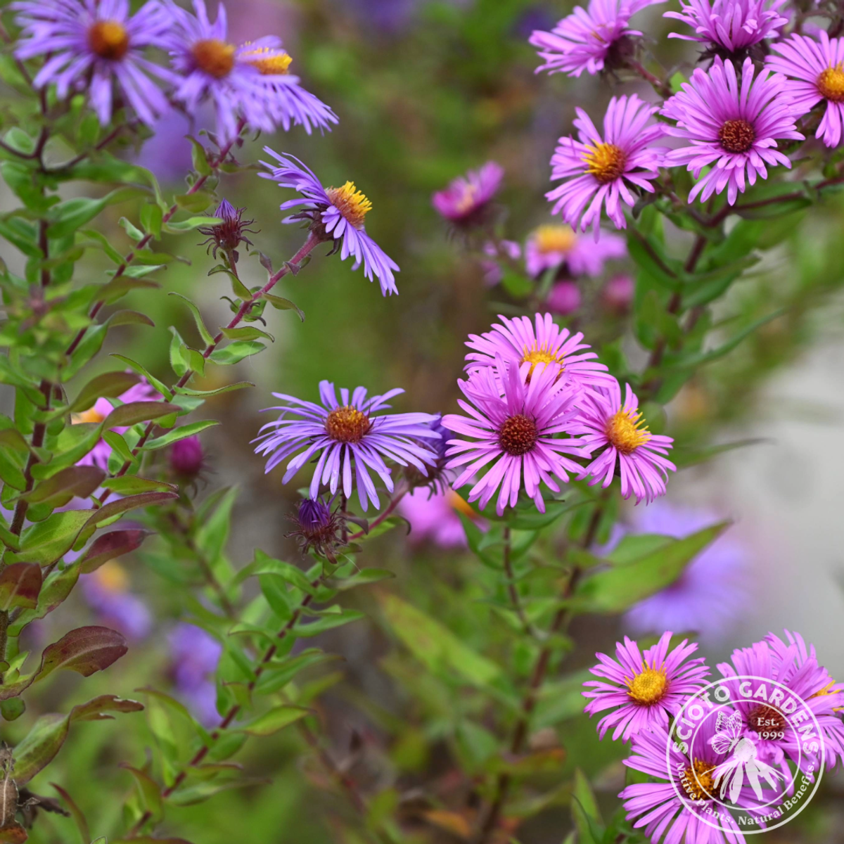Aster novae-angliae (New England Aster) - 2 gal