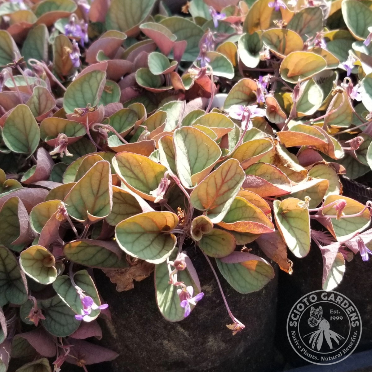 Viola walteri 'Silver Gem' ('Silver Gem' Walter's Violet) - 3QT