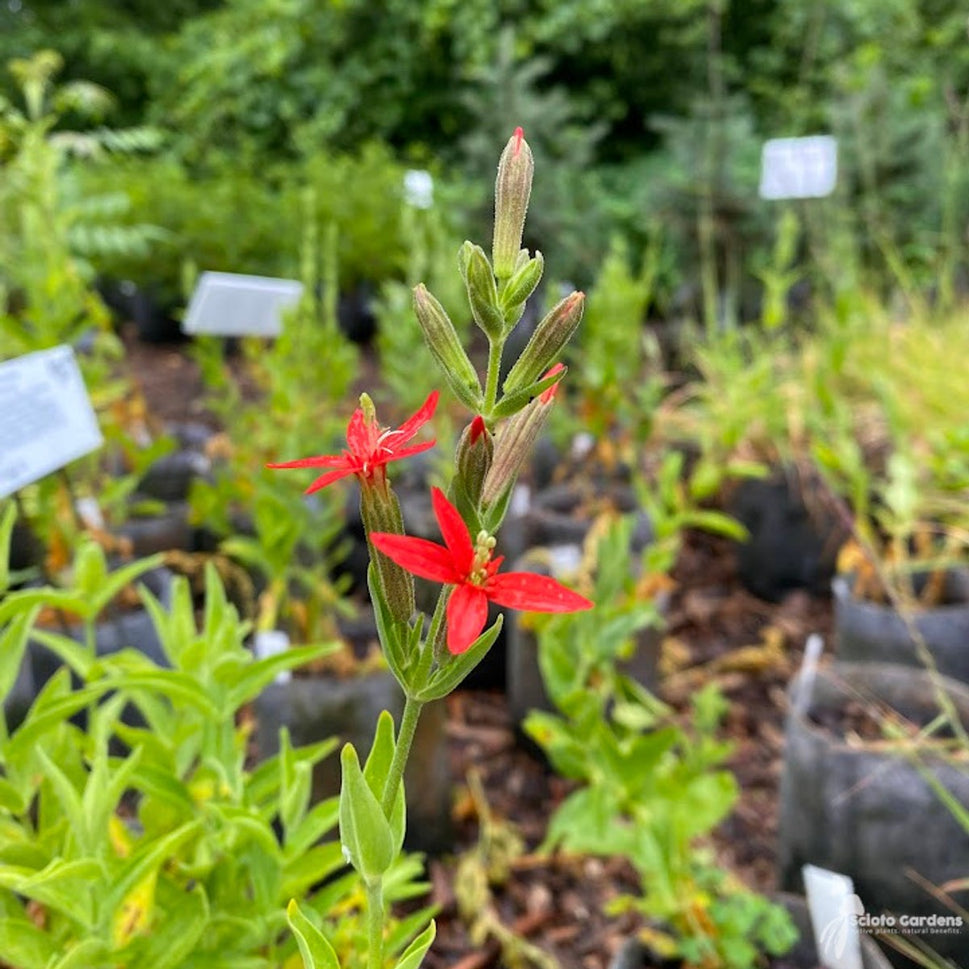 Silene regia (Red) (Royal Catchfly) - QT