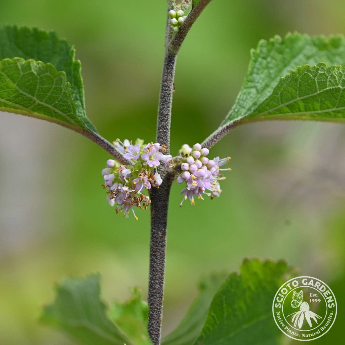 Callicarpa americana (American Beautyberry) - 3 gal