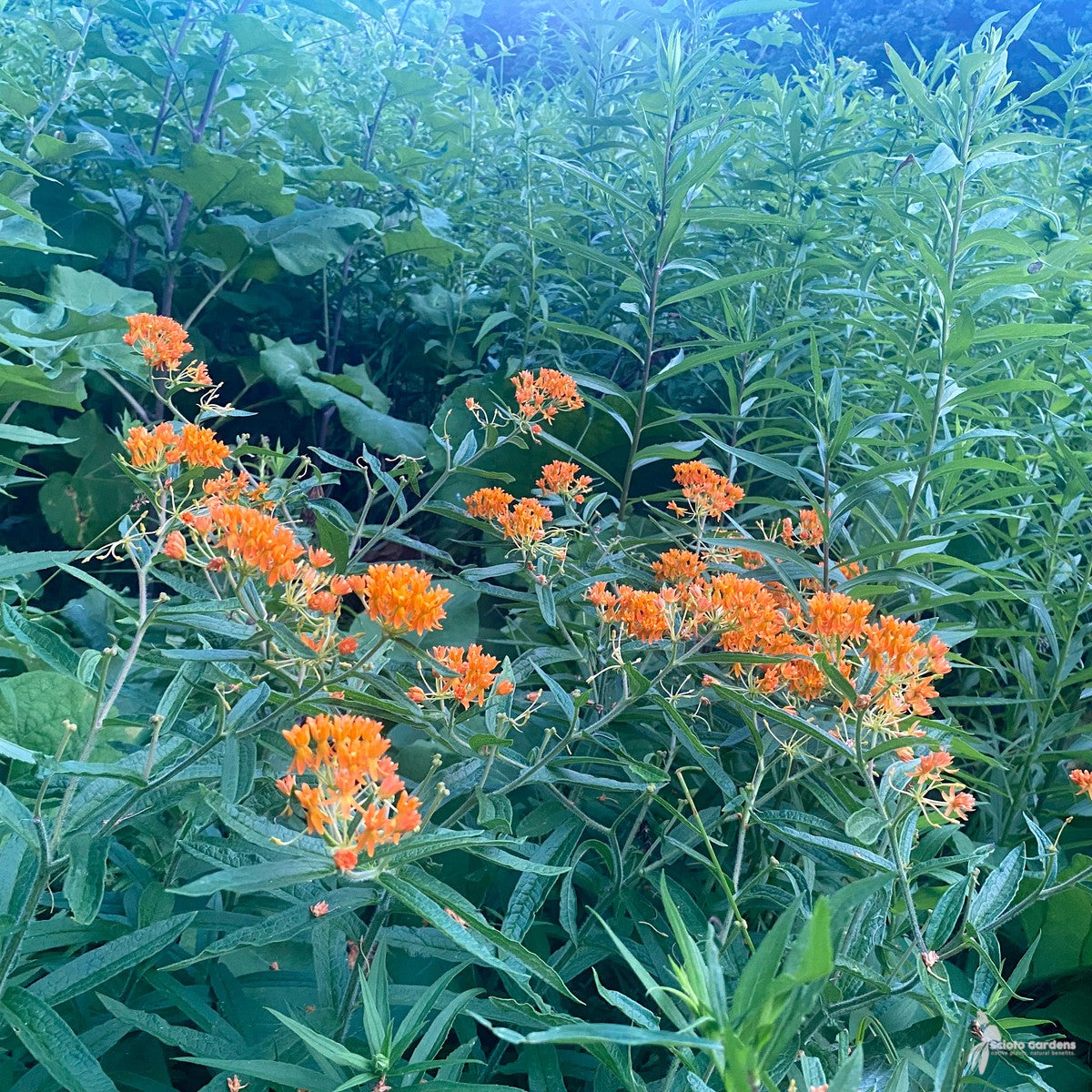 Asclepias tuberosa (Butterfly Weed) - 1 gal
