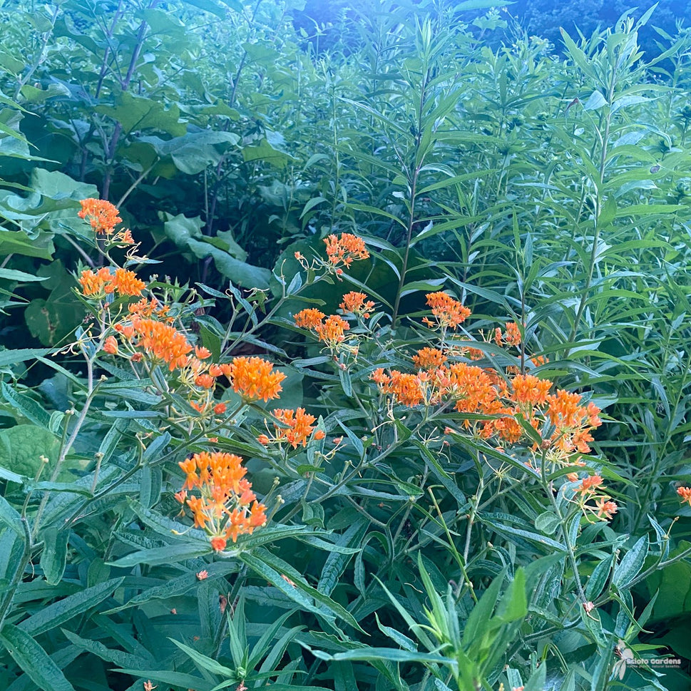 Asclepias tuberosa (Butterfly Weed) - 1 gal