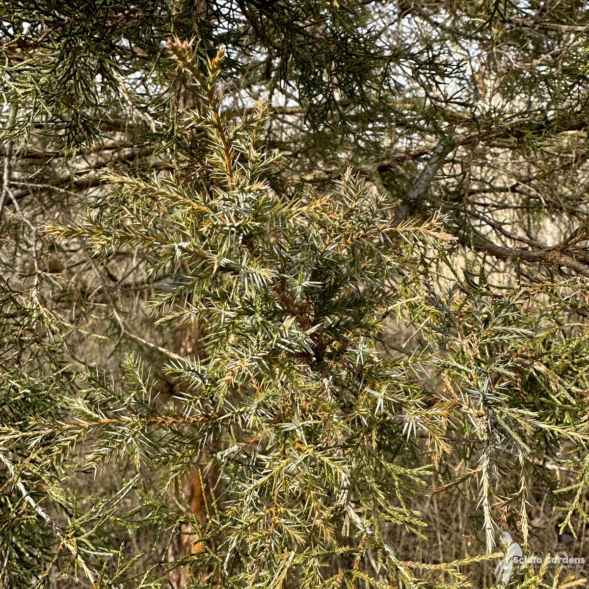 Juniperus virginiana (Eastern Red Cedar) - 3 gal