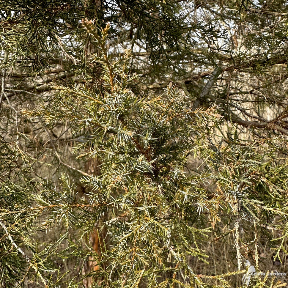 Juniperus virginiana (Eastern Red Cedar) - 3 gal