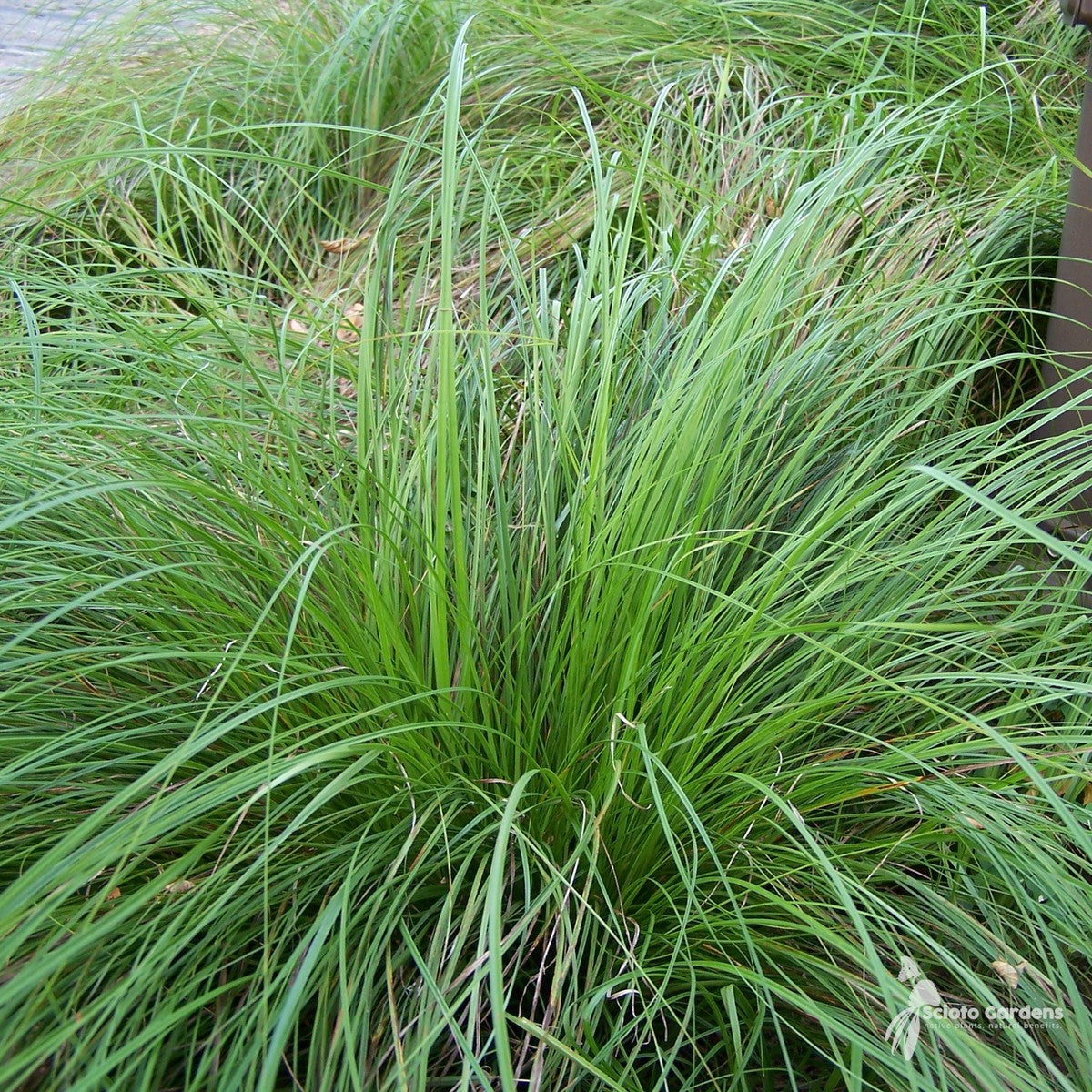 Carex pensylvanica (Oak Sedge/Pennsylvania Sedge) - 1 gal