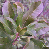 Myrica (Morella) pensylvanica (Northern Bayberry) - 3 gal