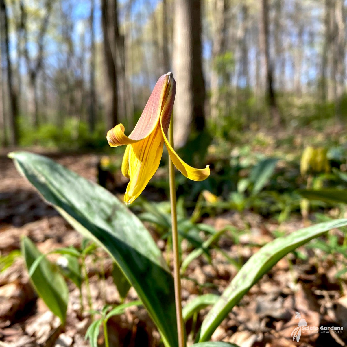 Erythronium americanum (Yellow Trout Liliy) - 3QT