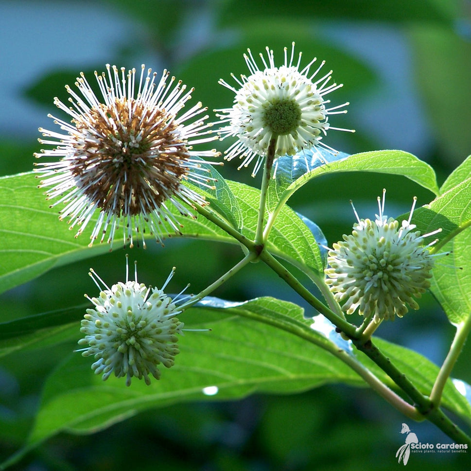Cephalanthus occidentalis (Buttonbush) - 2 gal