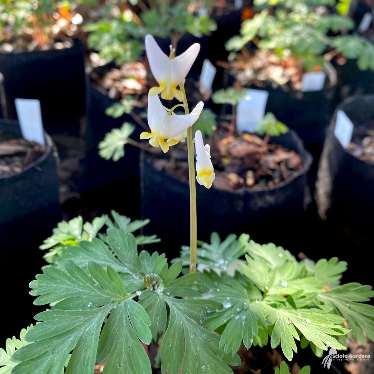 Dicentra cucullaria (Dutchman's Breeches) - QT