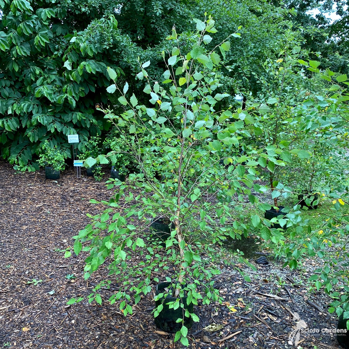 Betula nigra (River Birch) - 3 gal