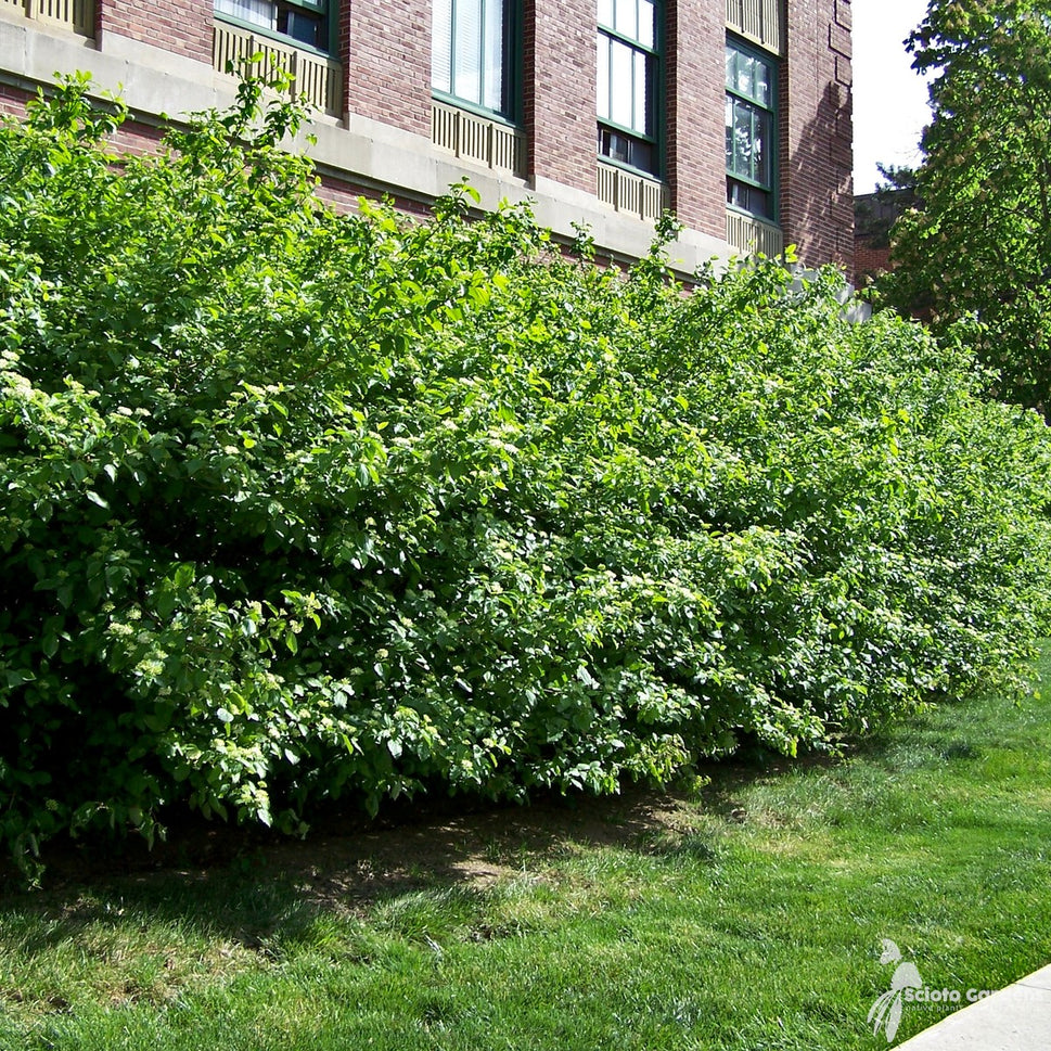 Cornus racemosa (Gray Dogwood) - 3 gal