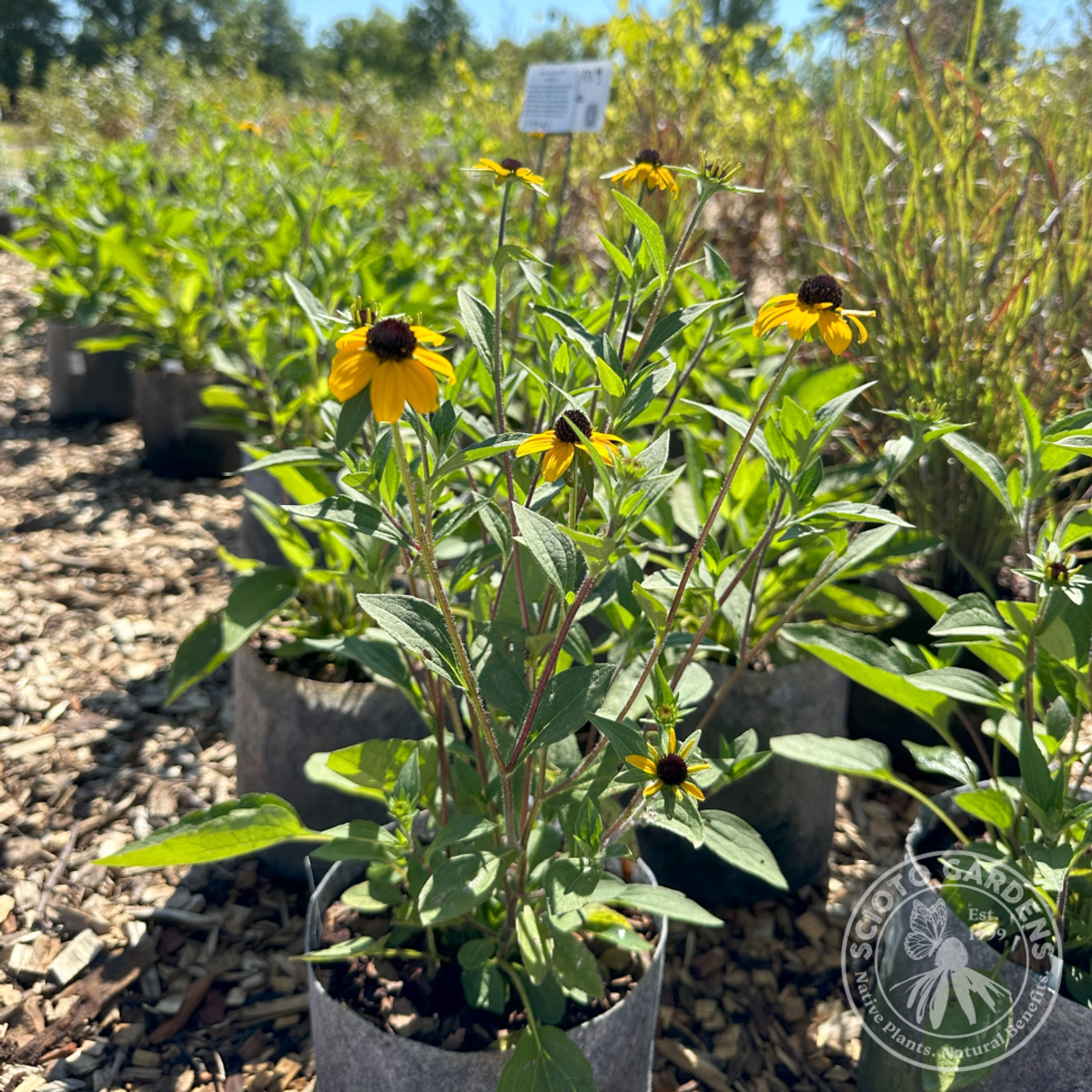Rudbeckia triloba (Brown Eyed Susan) - 2 gal