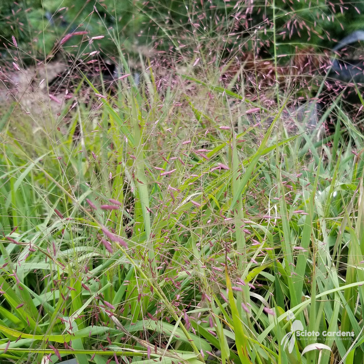 Eragrostis spectabilis (Purple Love Grass) - 1 gal