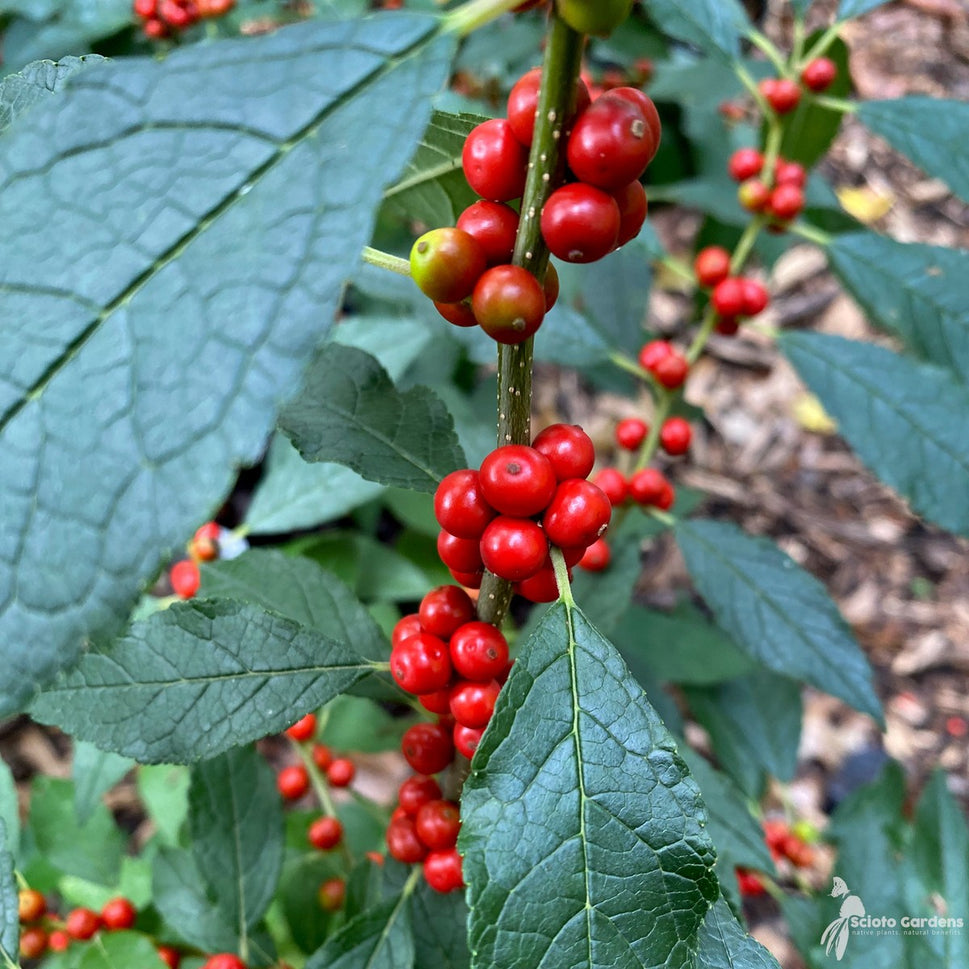 Ilex verticillata 'Winter Red' (Winter Red' Winterberry Holly) - 3 gal