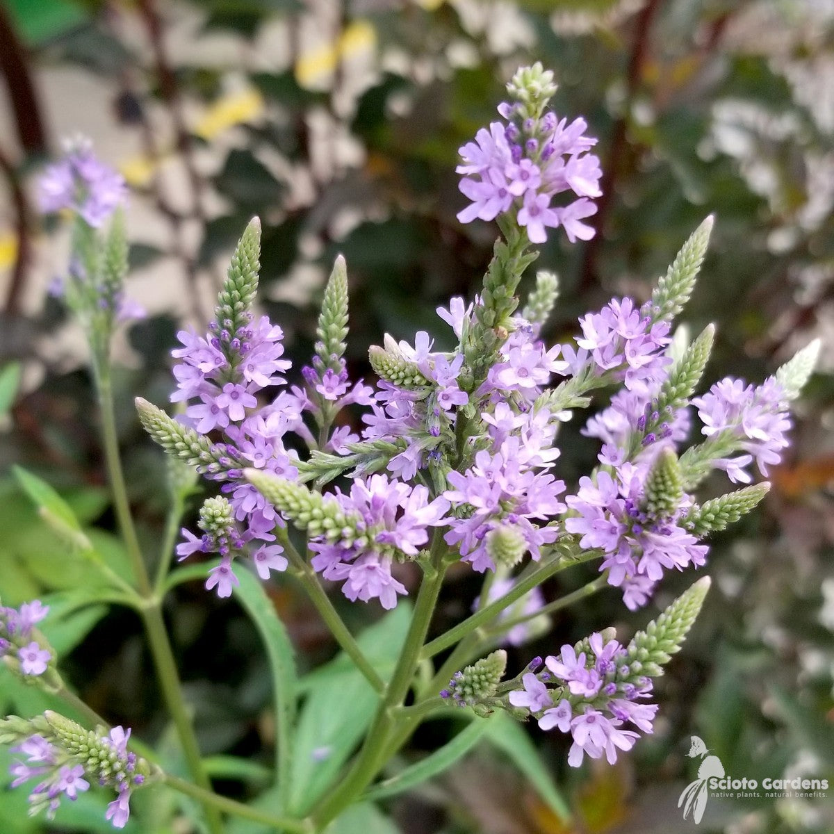 Verbena hastata (Blue Vervain) - 2 gal