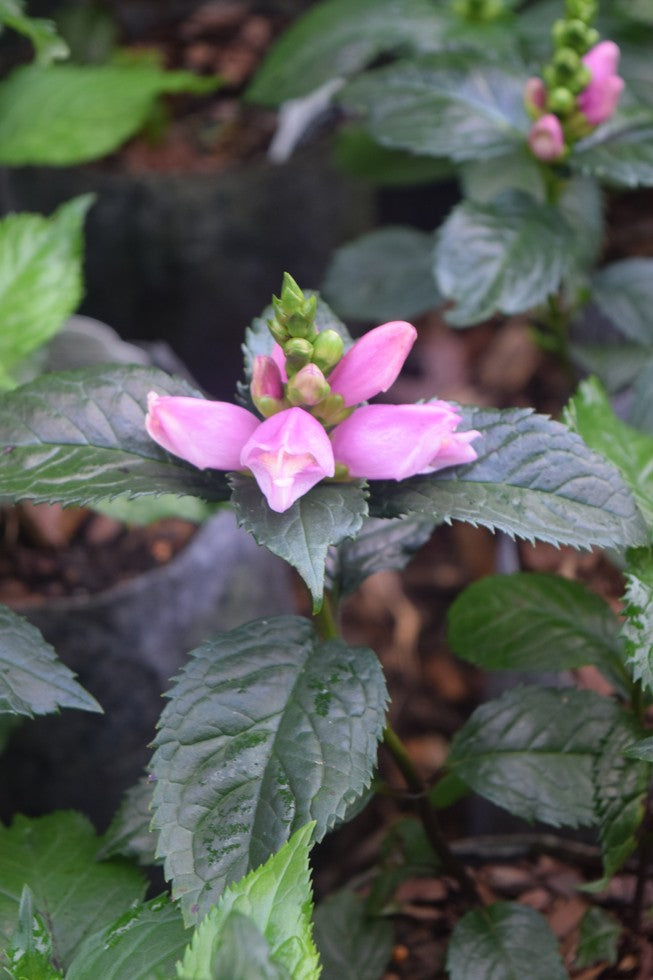 Chelone lyonii 'Hot Lips' ('Hot Lips' Pink Turtlehead) - 1 gal