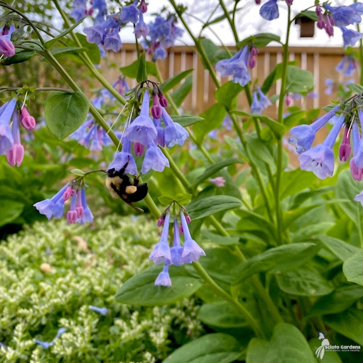 Mertensia virginica (Virginia Bluebells) - 1 gal