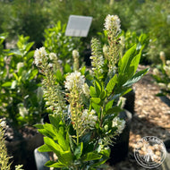 Clethra alnifolia 'Hummingbird' (Hummingbird' Summersweet) - 3 gal