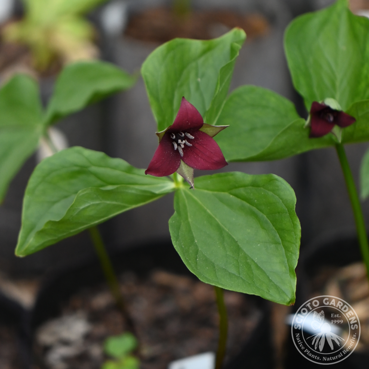Trillium erectum (Purple Trillium) - 3QT