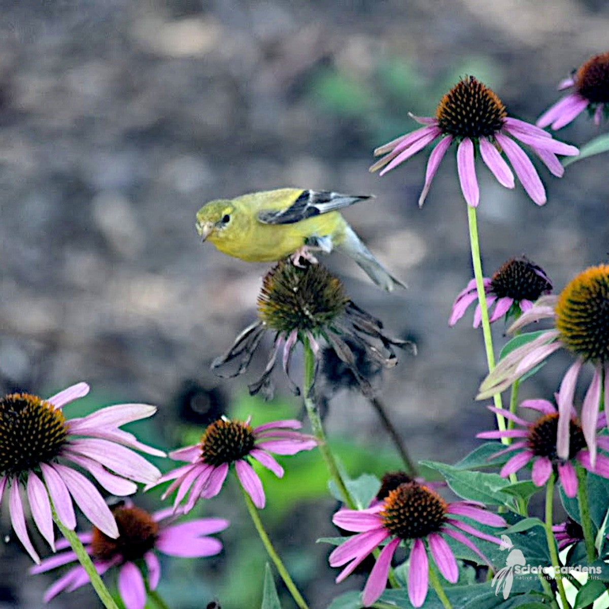 Echinacea purpurea (Purple Coneflower) - 1 gal