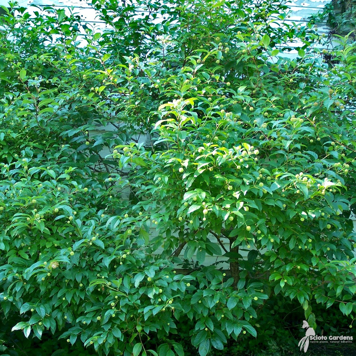 Cephalanthus occidentalis (Buttonbush) - 2 gal