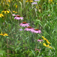 Echinacea purpurea (Purple Coneflower) - Plug 32