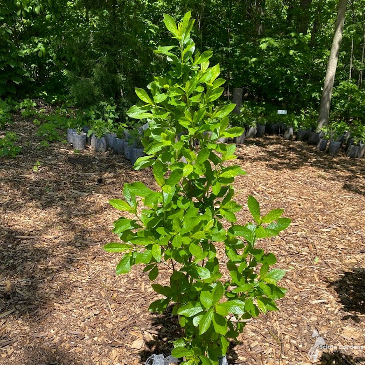 Clethra alnifolia 'Ruby Spice' (Ruby Spice' Summersweet) - 3 gal