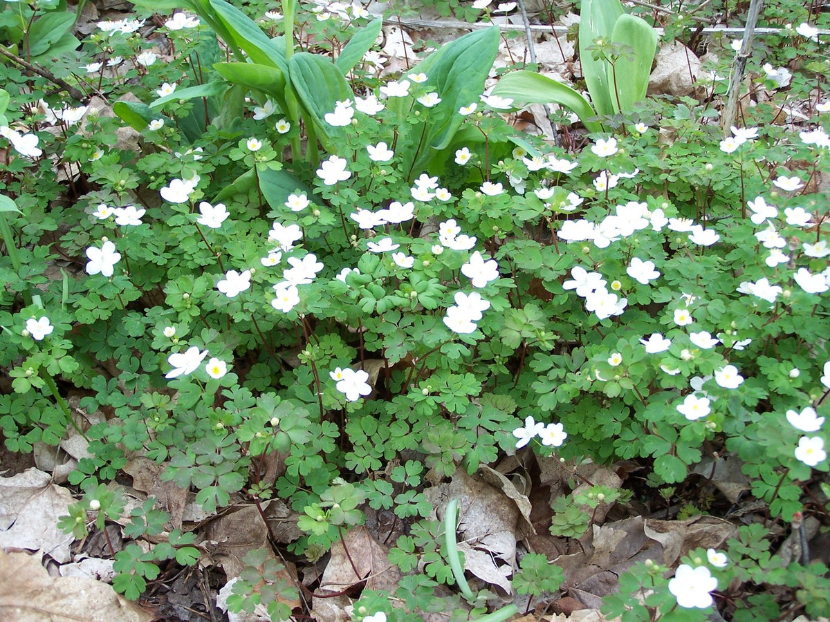 Anemonella thalictroides (Rue Anemone) - QT