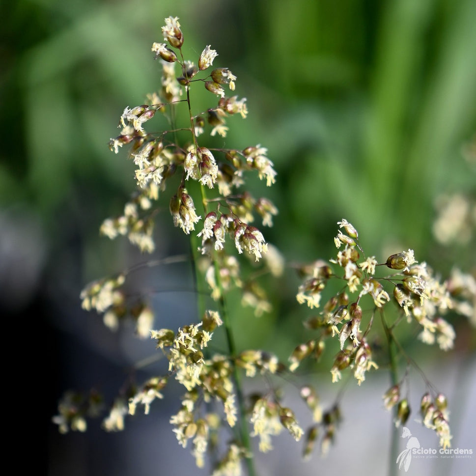 Hierochloe odorata (Sweetgrass) - 1 gal
