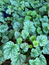 Heuchera americana 'Dale's Strain' (Dale's Strain' American Alumroot) - 3QT
