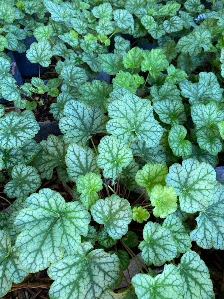 Heuchera americana 'Dale's Strain' (Dale's Strain' American Alumroot) - 3QT