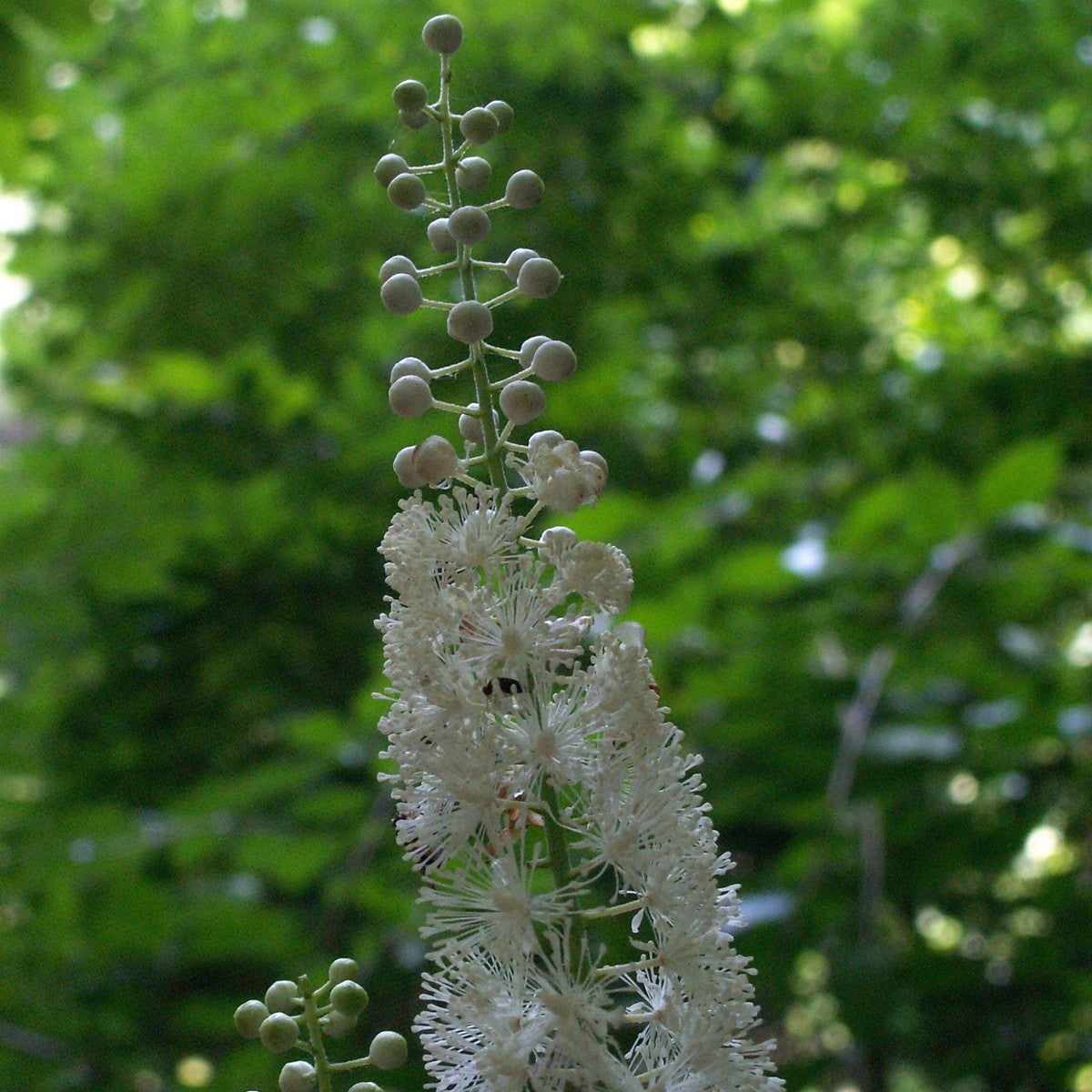 Actaea [Cimicifuga] racemosa (Black Cohosh, Snakeroot) - 2 gal